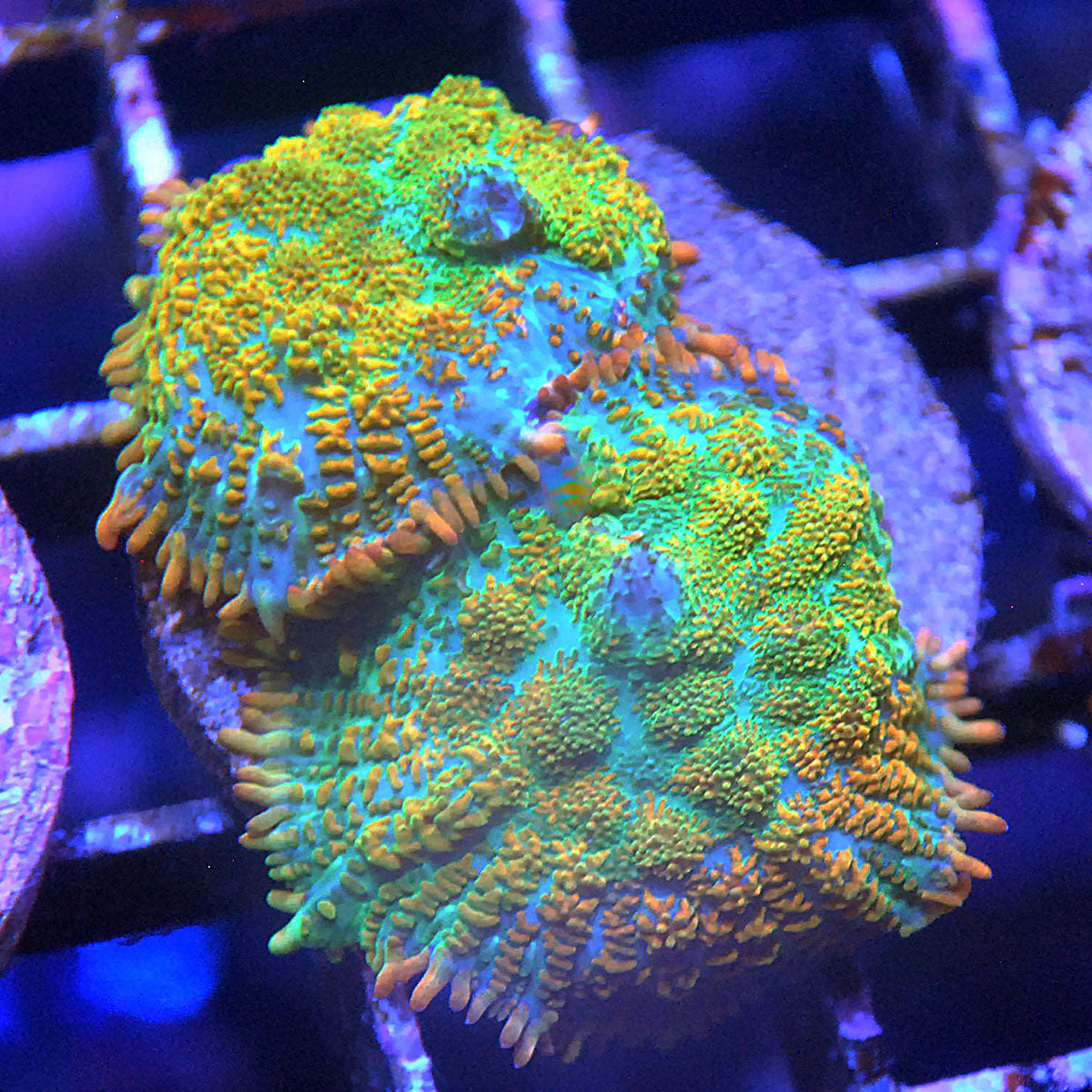 Maui Wowie Mushroom