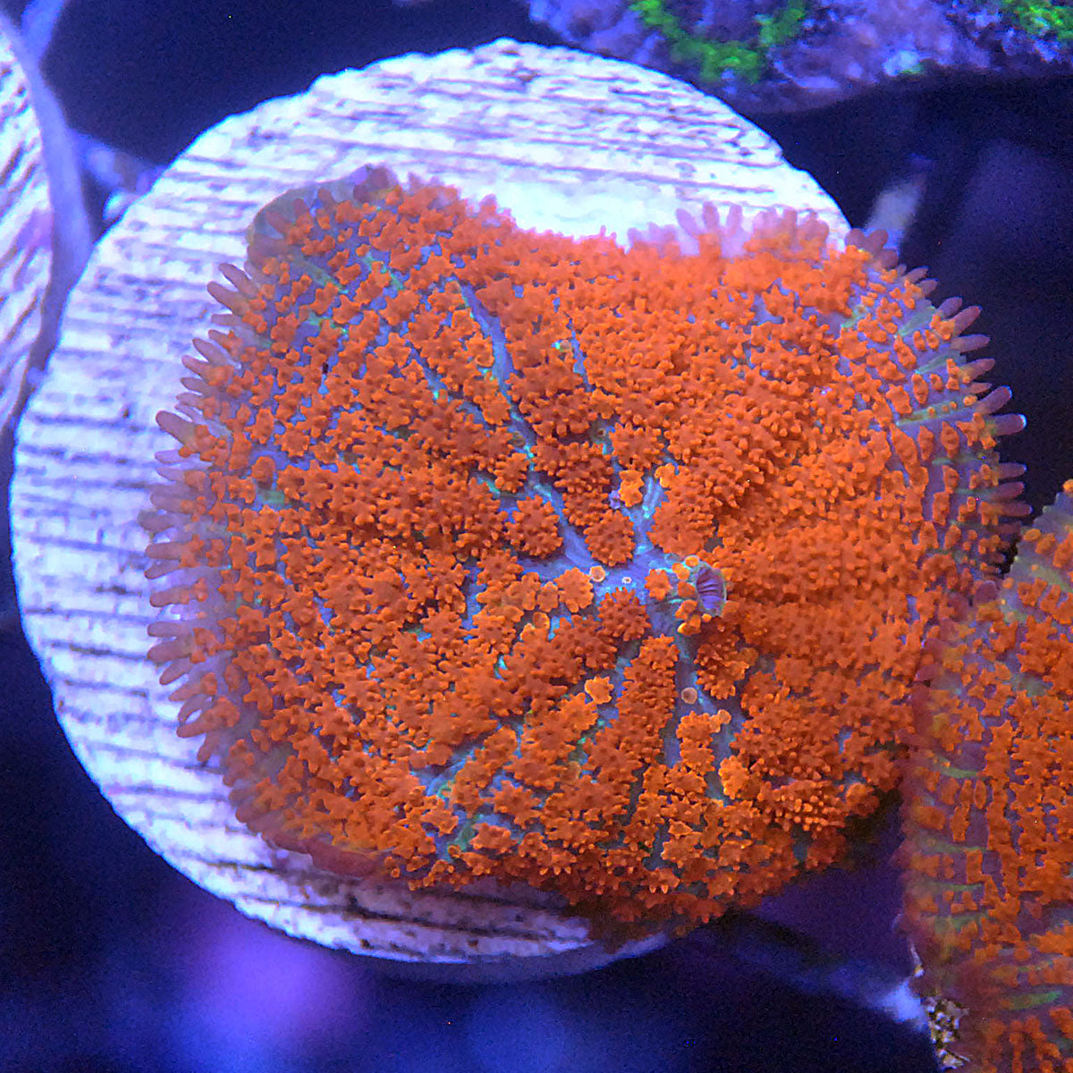 Islander Corals Ironman Bounce Rhodactis Mushroom