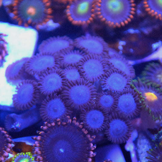 Blue Tubbs Zoa / Zoanthid