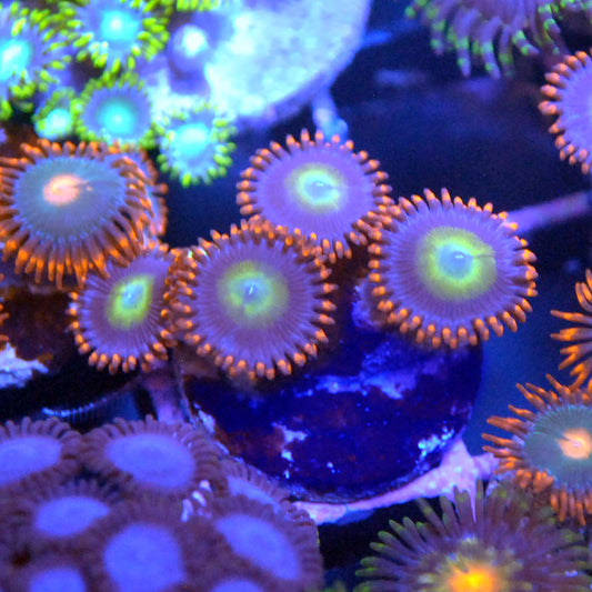 Circus Zoa / Zoanthid
