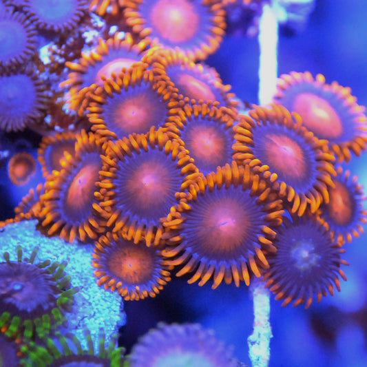 Bambam Zoa / Zoanthid