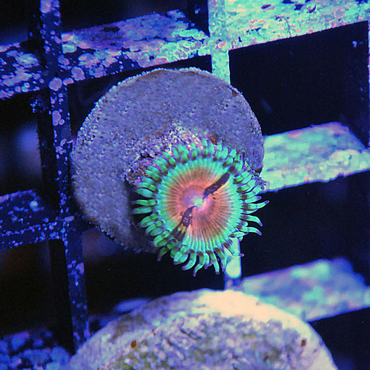 Bloodshot Zoa / Zoanthid