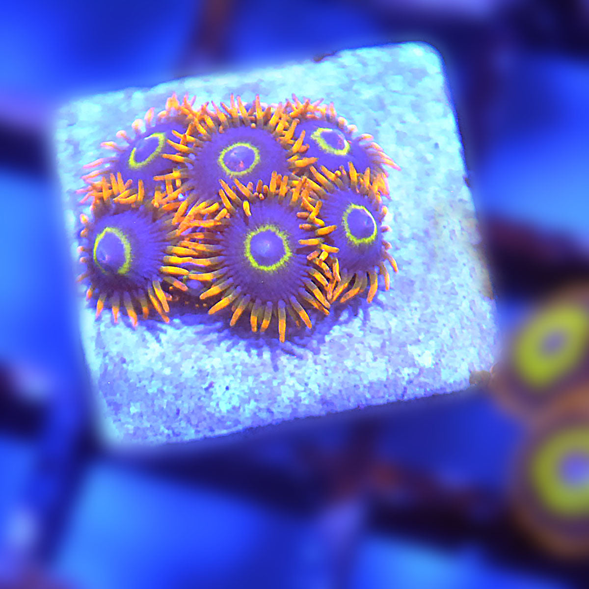 Rainbow Hornet Zoa / Zoanthid