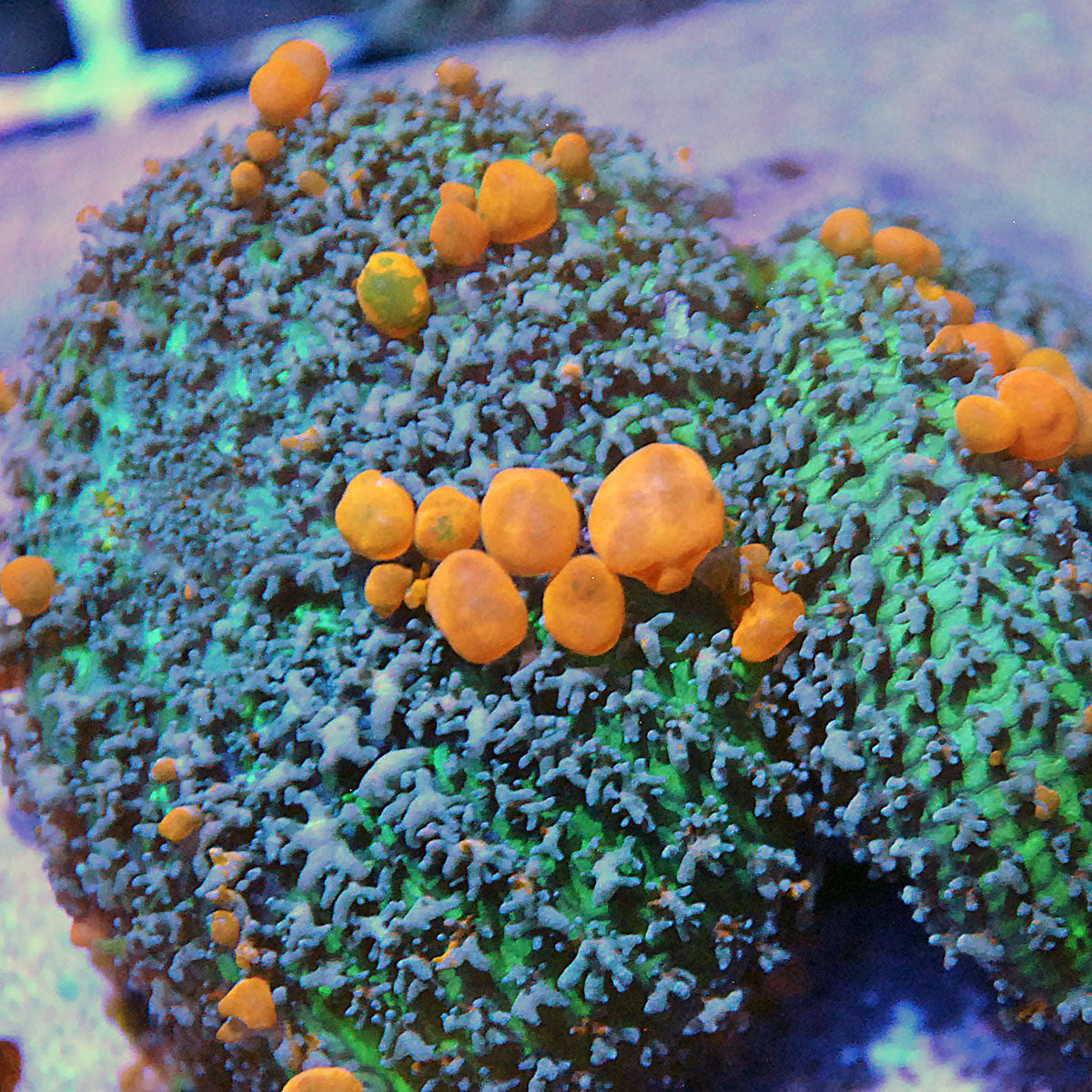 Shrooms, Softies, and Anemones