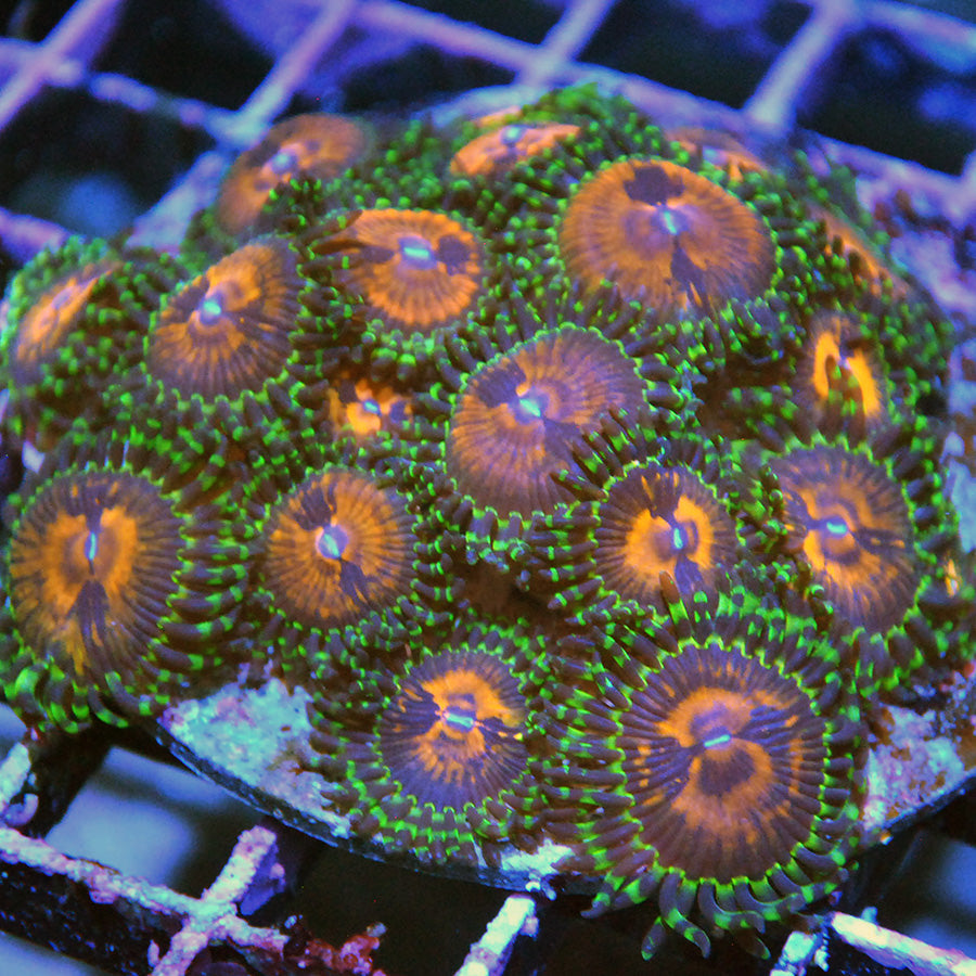 Zoanthids