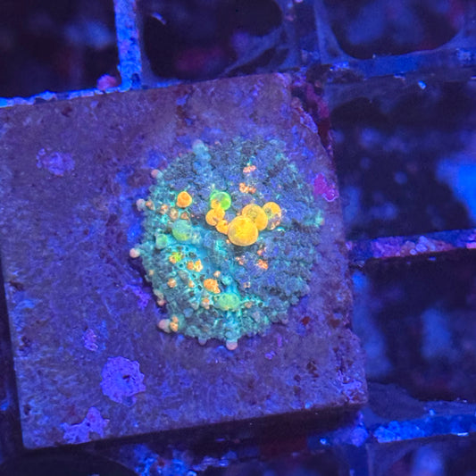 OG Bounce Mushroom