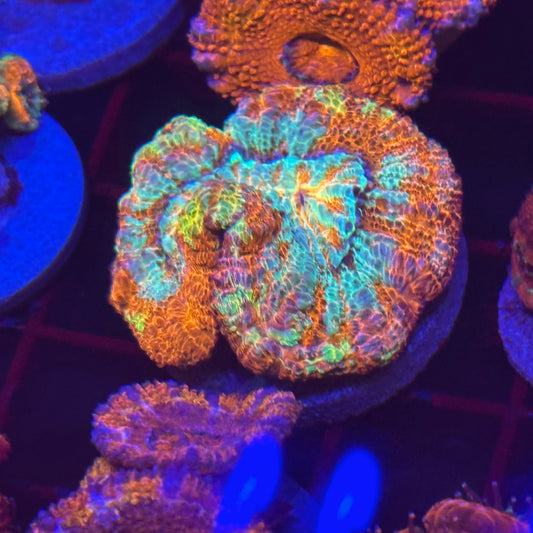 Islander Corals Hot Wheels Rainbow Wilsoni