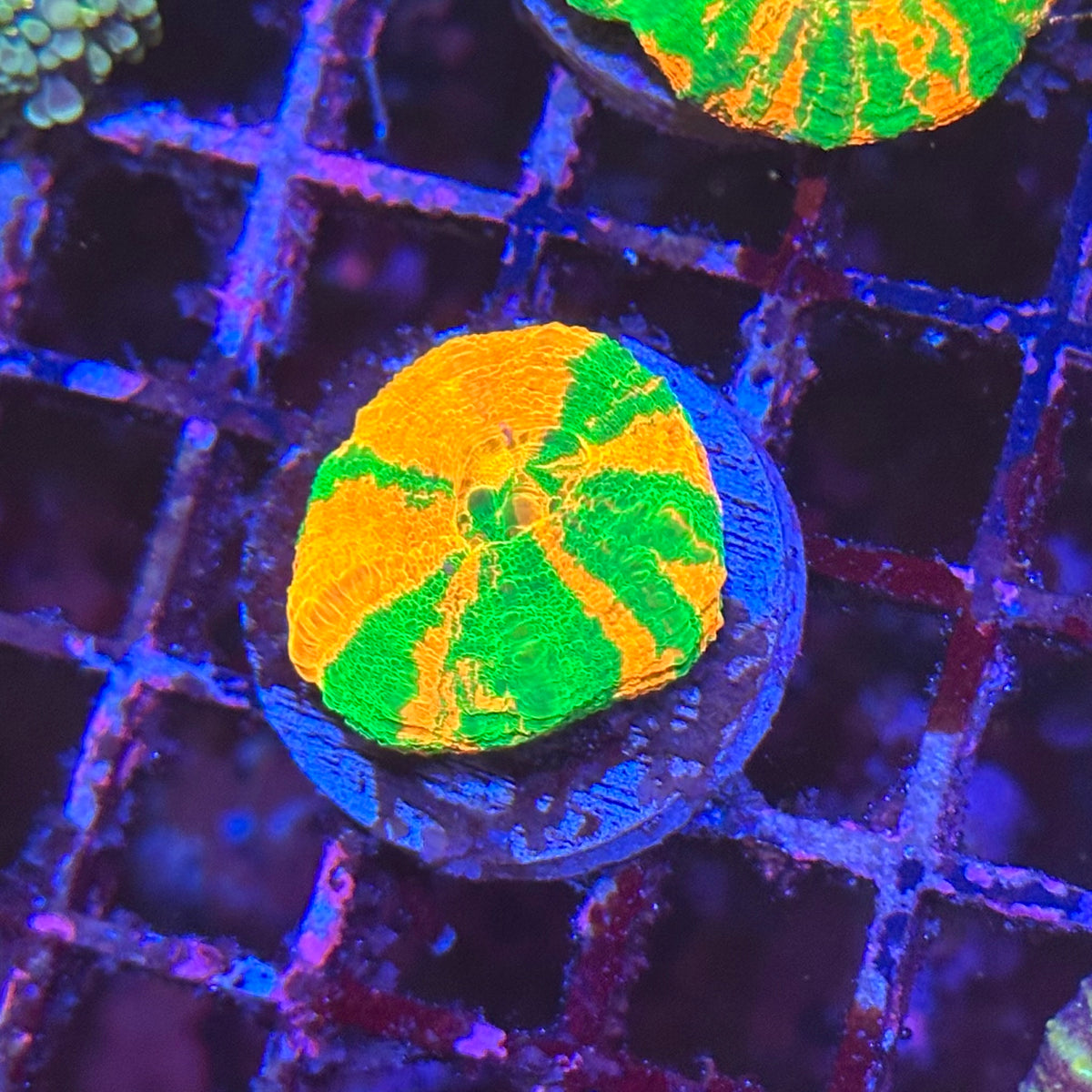 Bleeding Apple Scoly / Scolymia
