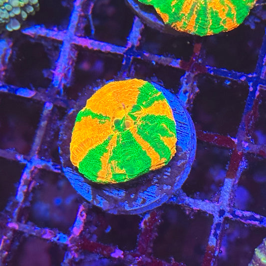 Bleeding Apple Scoly / Scolymia