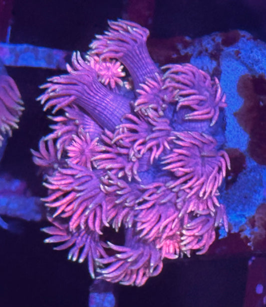 Goniopora / Goni - Flaming Pink
