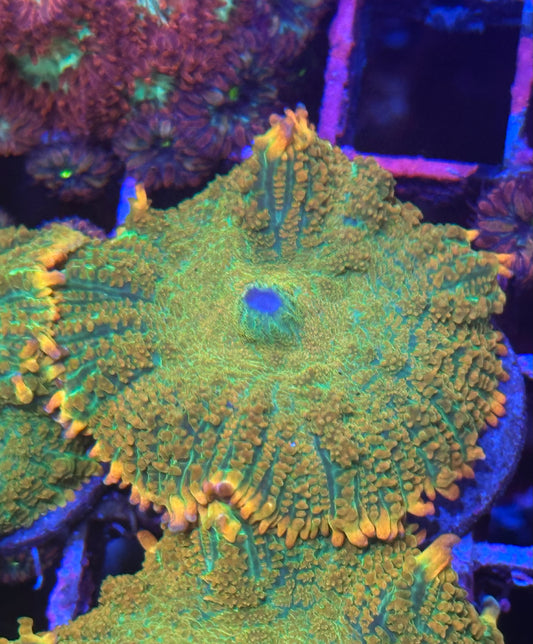 Tequila Sunrise Mushroom