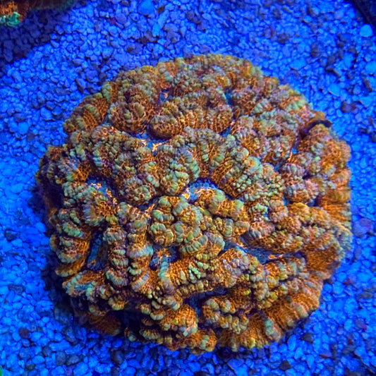 Rainbow Wilsoni Colony