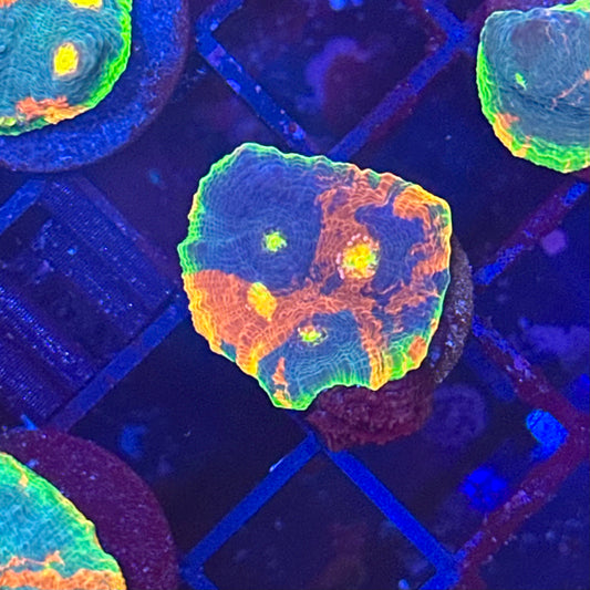 Jellybean Rainbow Chalice