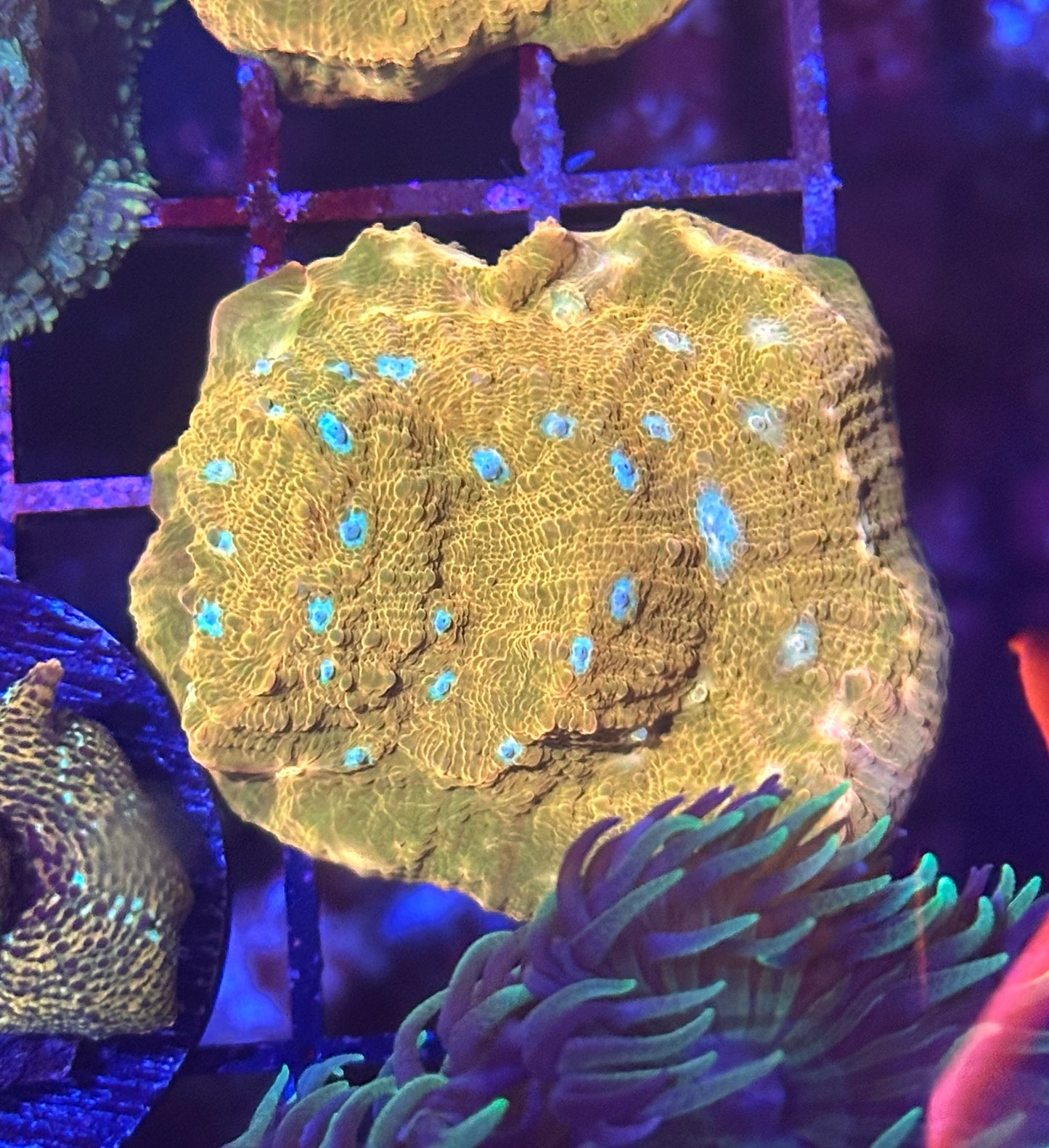 Jason Fox Orange Zombie Chalice Coral