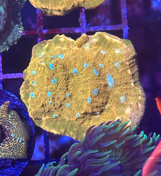 Jason Fox Orange Zombie Chalice Coral