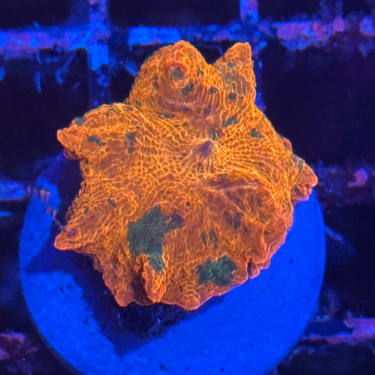 Candy Crush Jawbreaker Discosoma Mushroom
