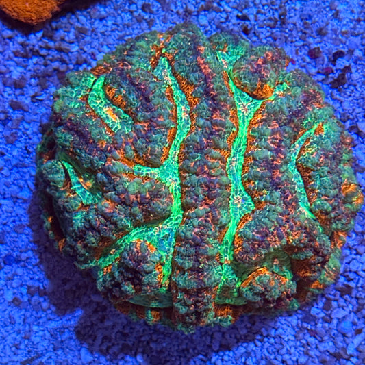 Rainbow Wilsoni Colony