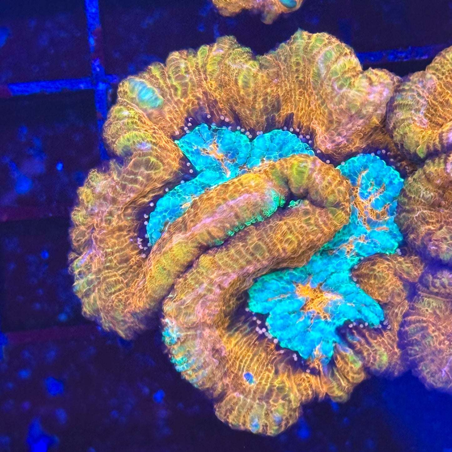 Rainbow Wilsoni