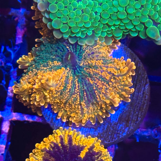 Islander Corals Rainbow Yuma Mushroom