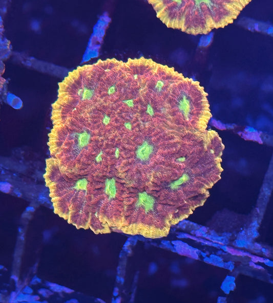 Favia - Blood Diamond