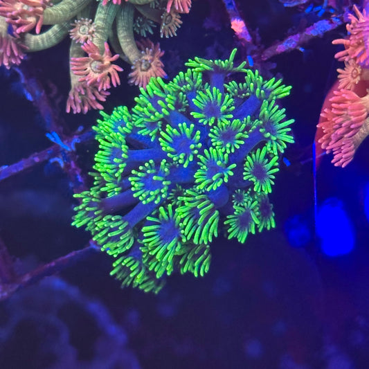 Goniopora / Goni - Green and Blue