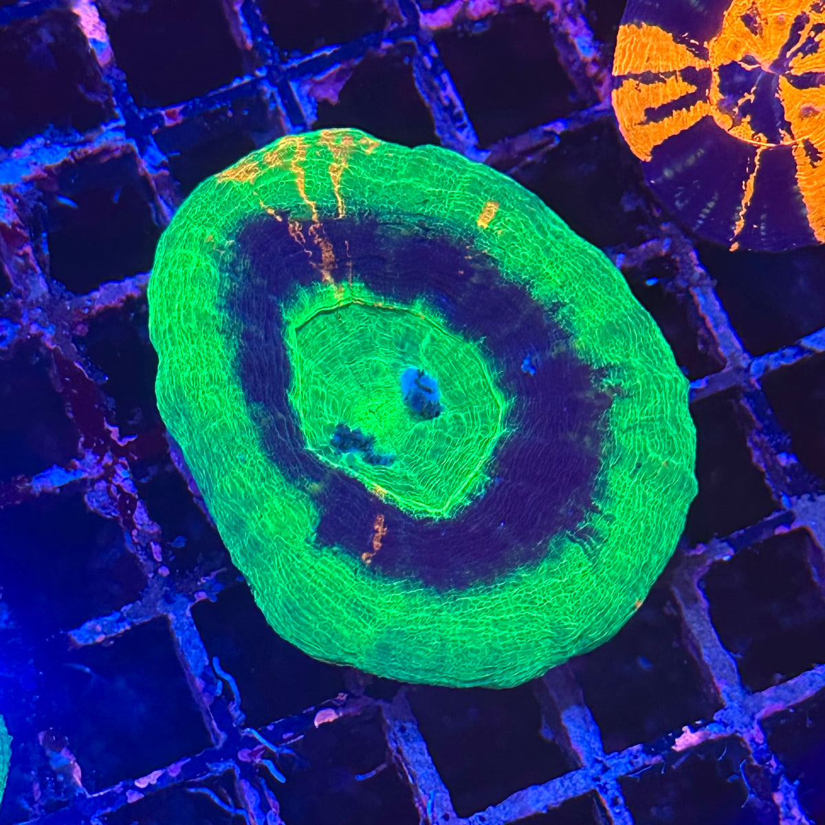 UFO Scoly / Scolymia