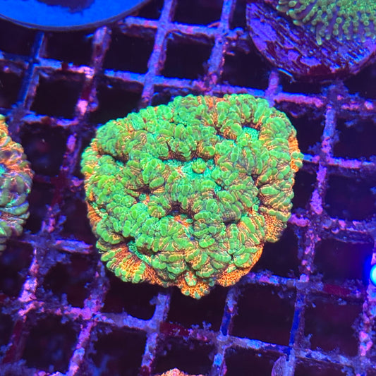 Rainbow Wilsoni Colony