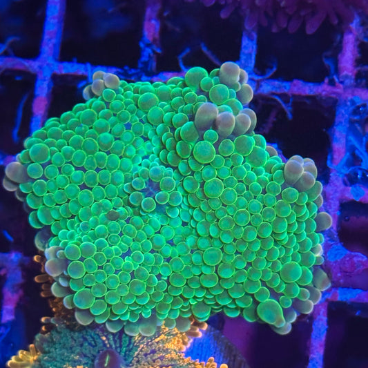 Frank Yuma Mushroom