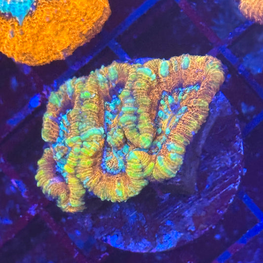 Rainbow Wilsoni
