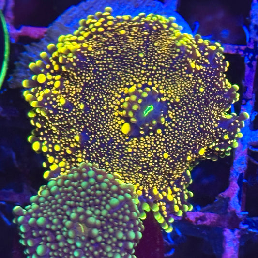 Islander Corals Ogre Yuma Mushroom