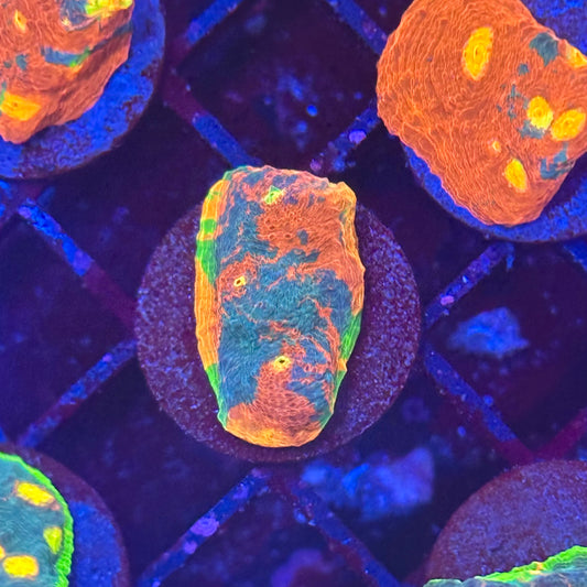 Islander Corals No Limit Rainbow Chalice