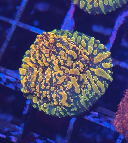 Cloudberry Chalice Coral