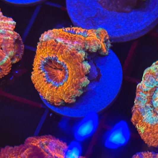 Islander Corals Enigma Acan