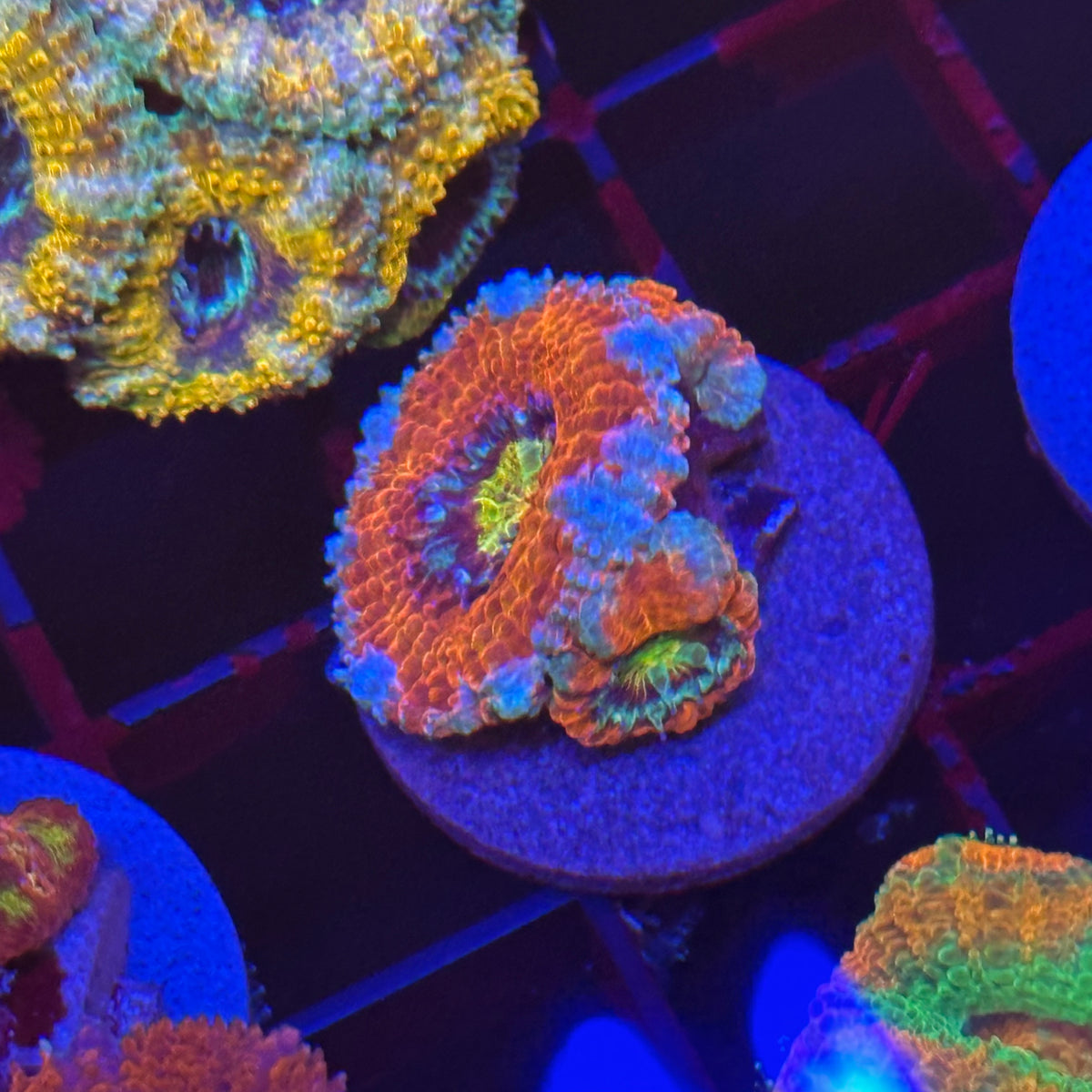 Islander Corals Prospect Acan