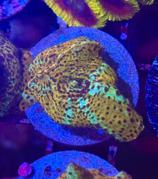 Jaguar Discosoma Mushroom