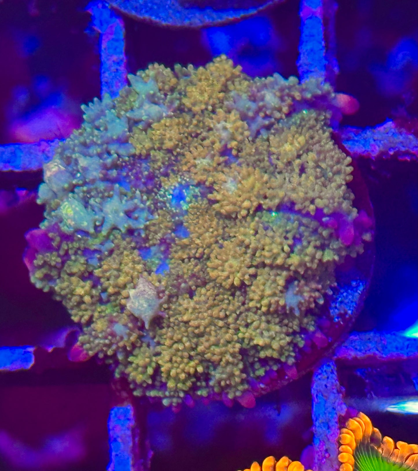 Gonzo Golden Dragon Mushroom