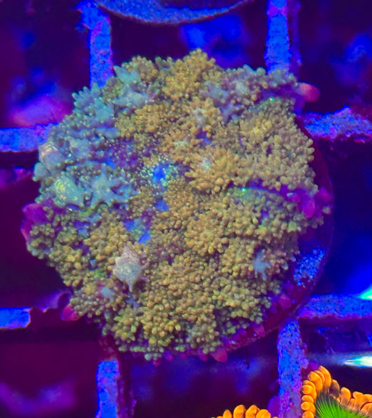 Gonzo Golden Dragon Mushroom