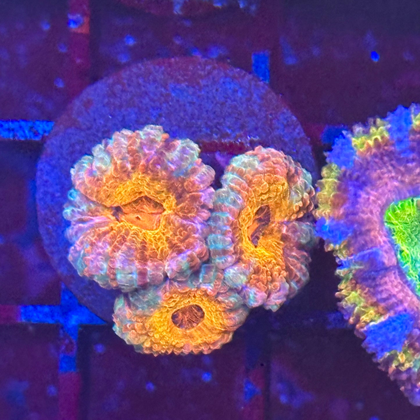 Islander Corals Tequila Sunrise Acan