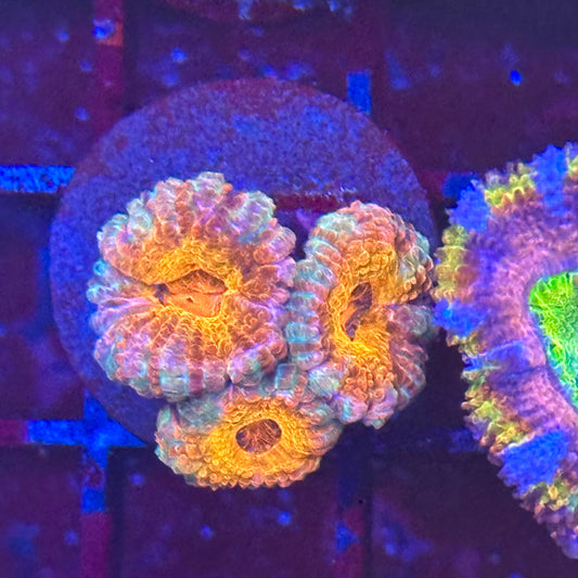 Islander Corals Tequila Sunrise Acan