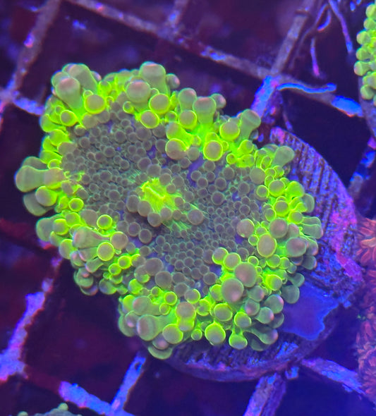 Islander Corals Yellow Jacket Yuma Mushroom