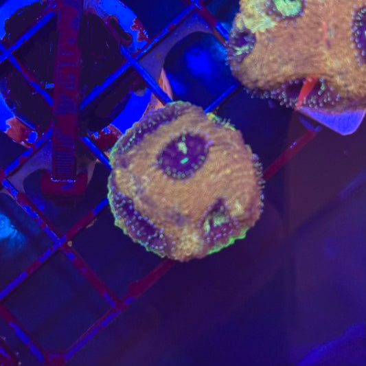 Islander Corals Skippy Echinata