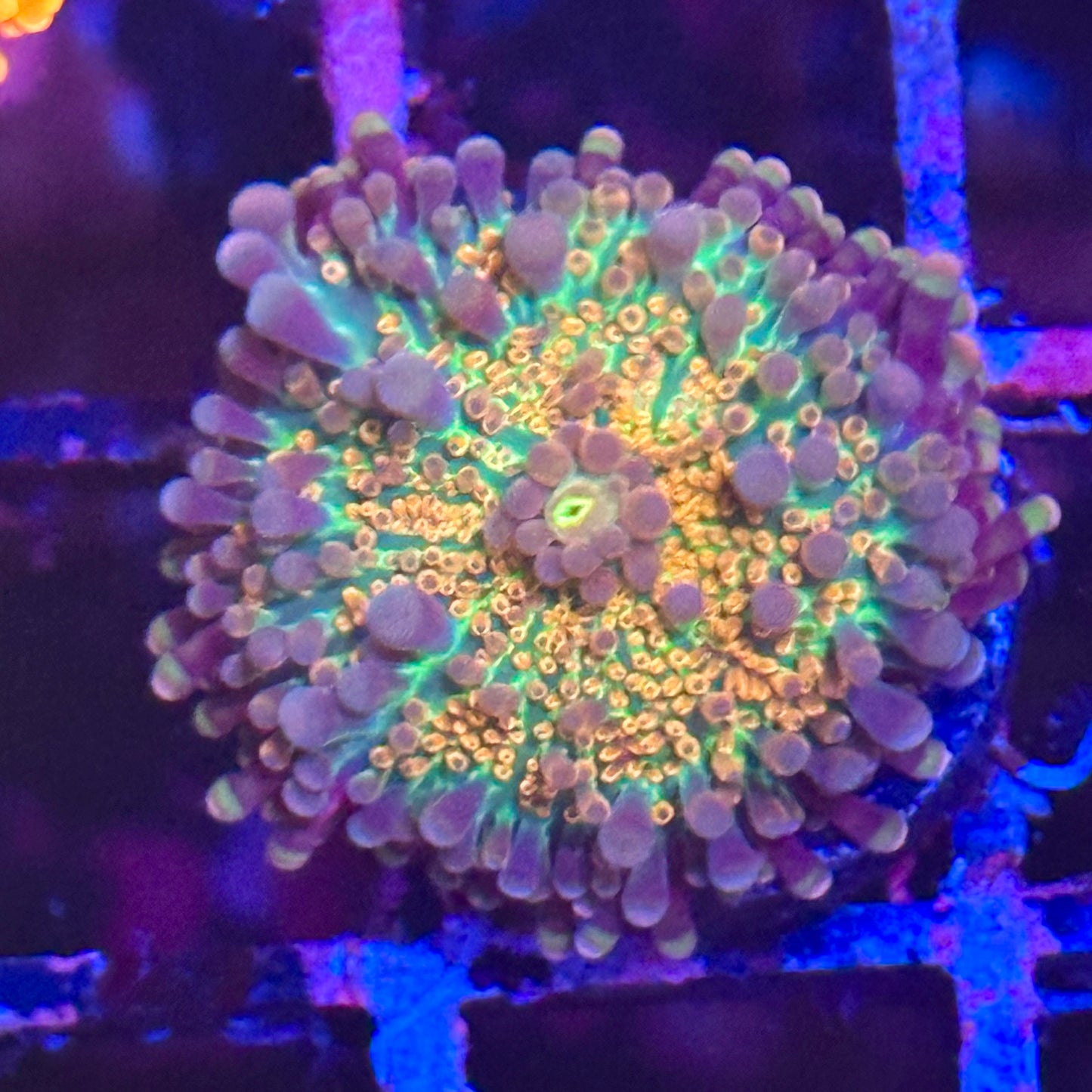 Islander Corals Rainbow Yuma Mushroom
