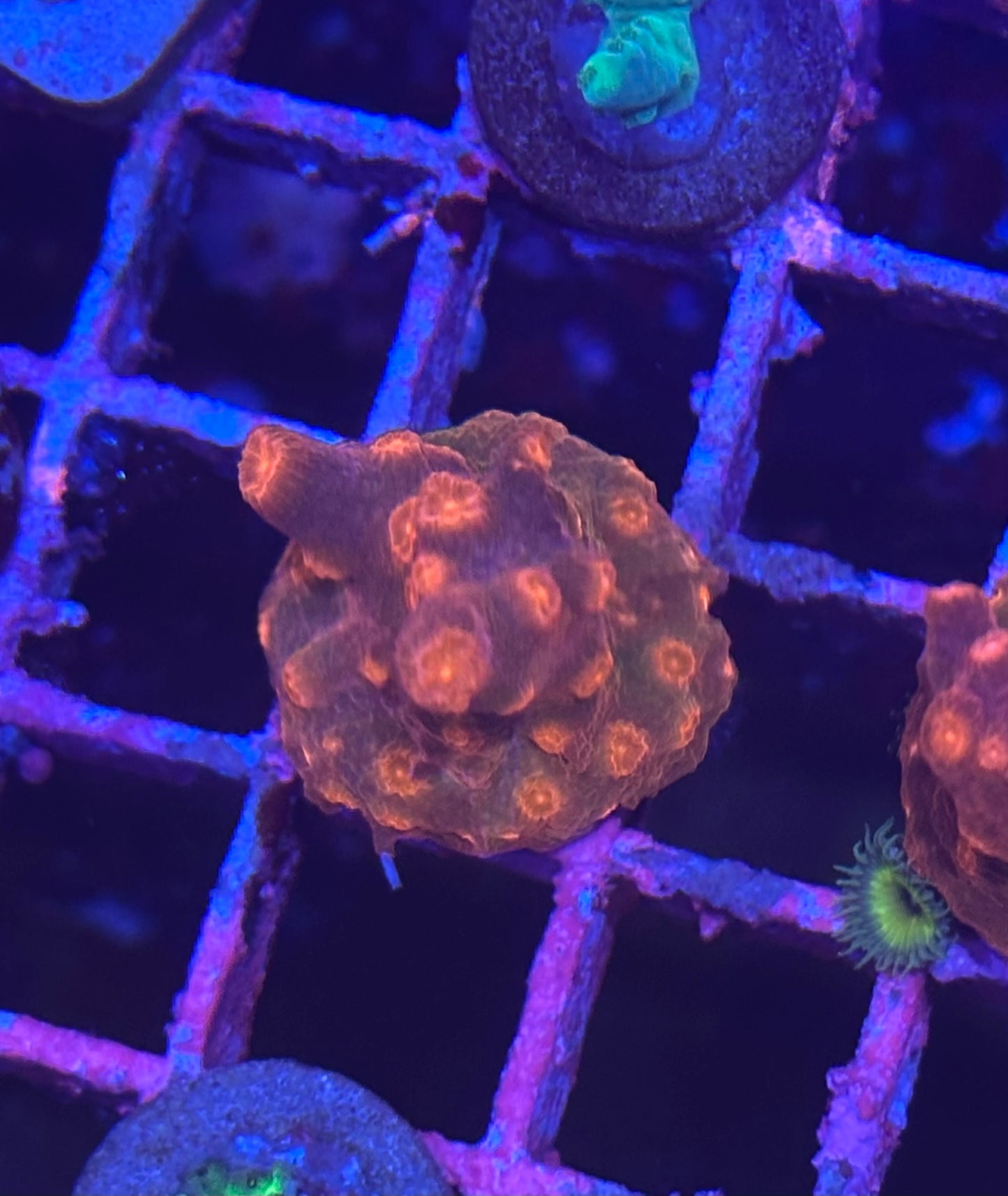 Branching Cyphastrea