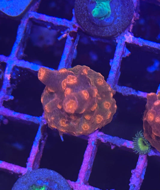 Branching Cyphastrea