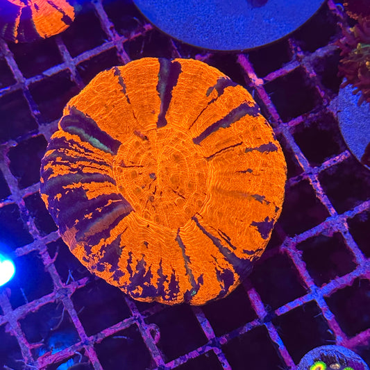 Warpaint Jumbo Scoly / Scolymia