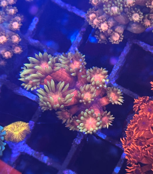 Goniopora / Goni - Ironman