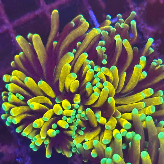 Torch - Banana