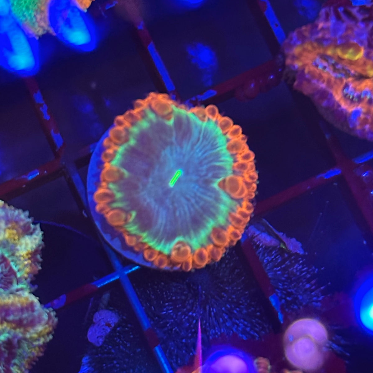 Islander Corals Blasto