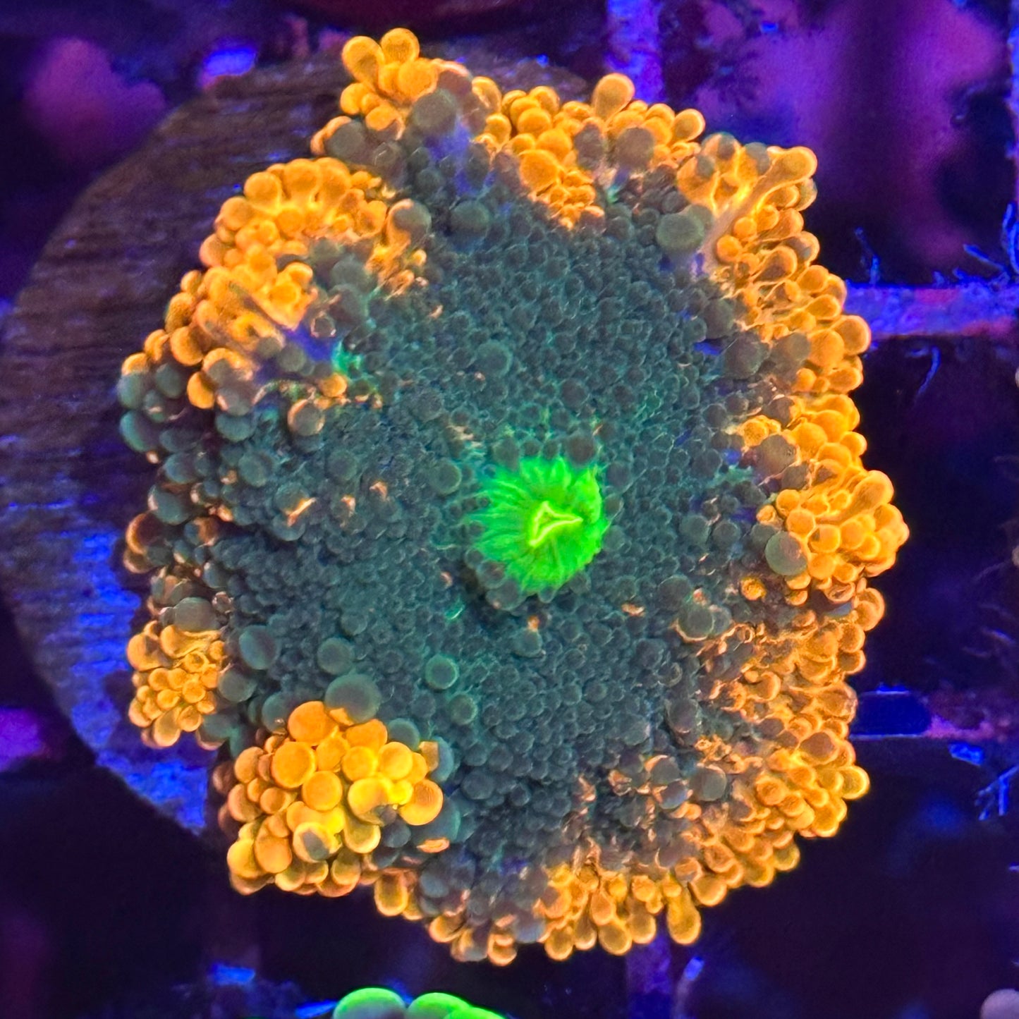 Islander Corals Rainbow Yuma Mushroom