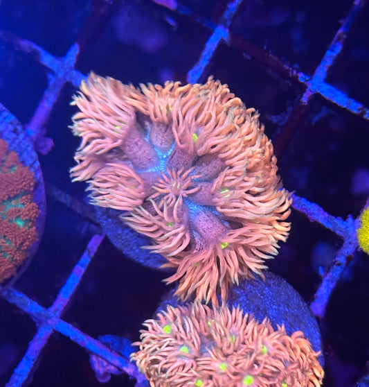 Goniopora / Goni - Victoria Secret